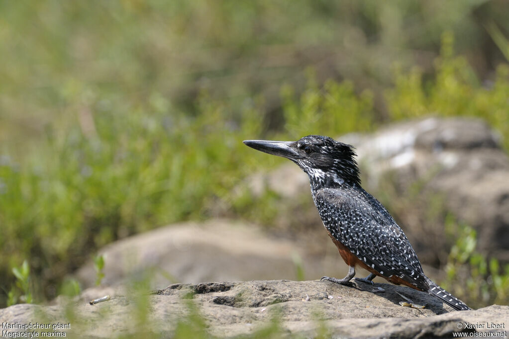 Martin-pêcheur géantjuvénile, identification