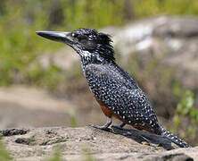 Giant Kingfisher