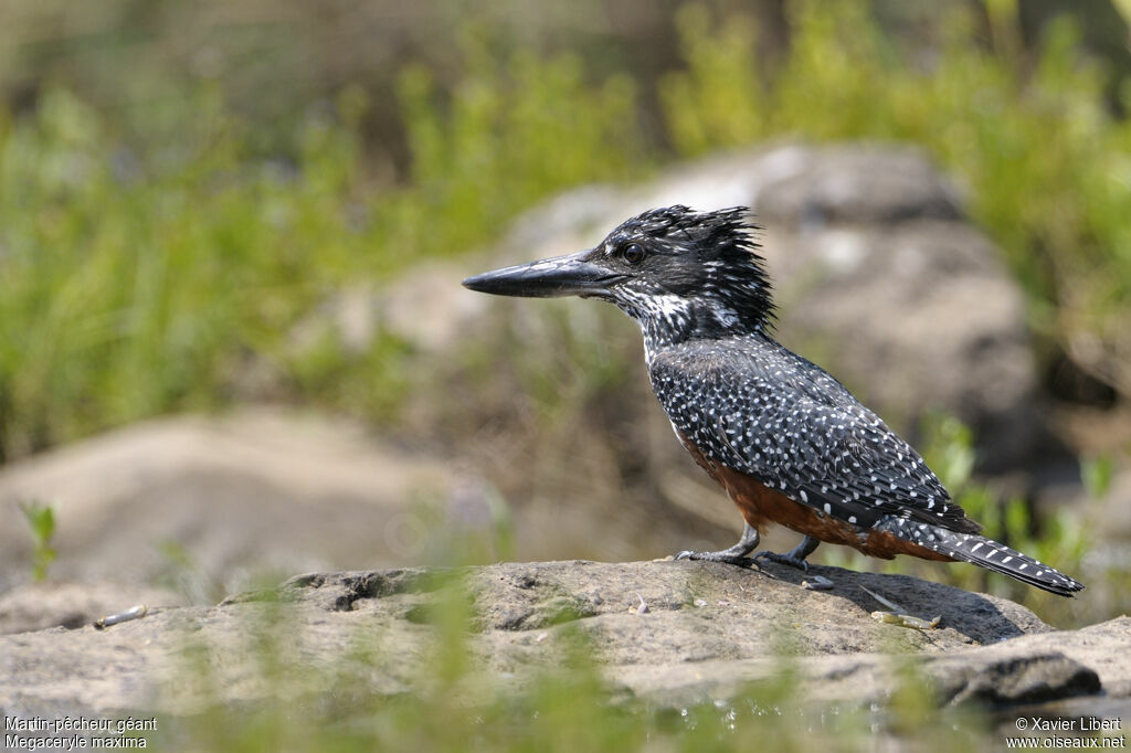 Giant Kingfisherjuvenile, identification