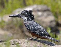 Giant Kingfisher