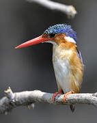 Malachite Kingfisher