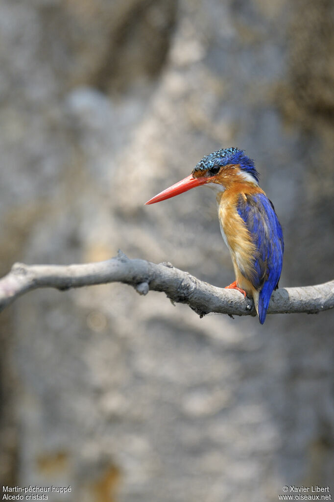 Martin-pêcheur huppéadulte, identification