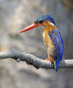 Malachite Kingfisher