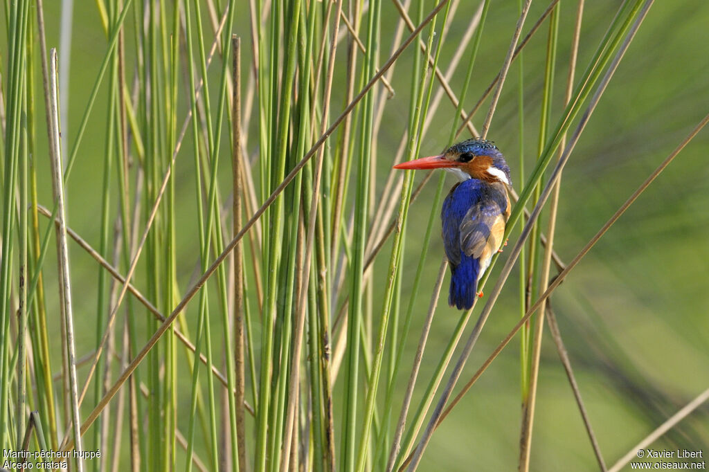 Martin-pêcheur huppéadulte, identification