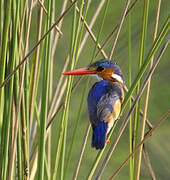 Malachite Kingfisher