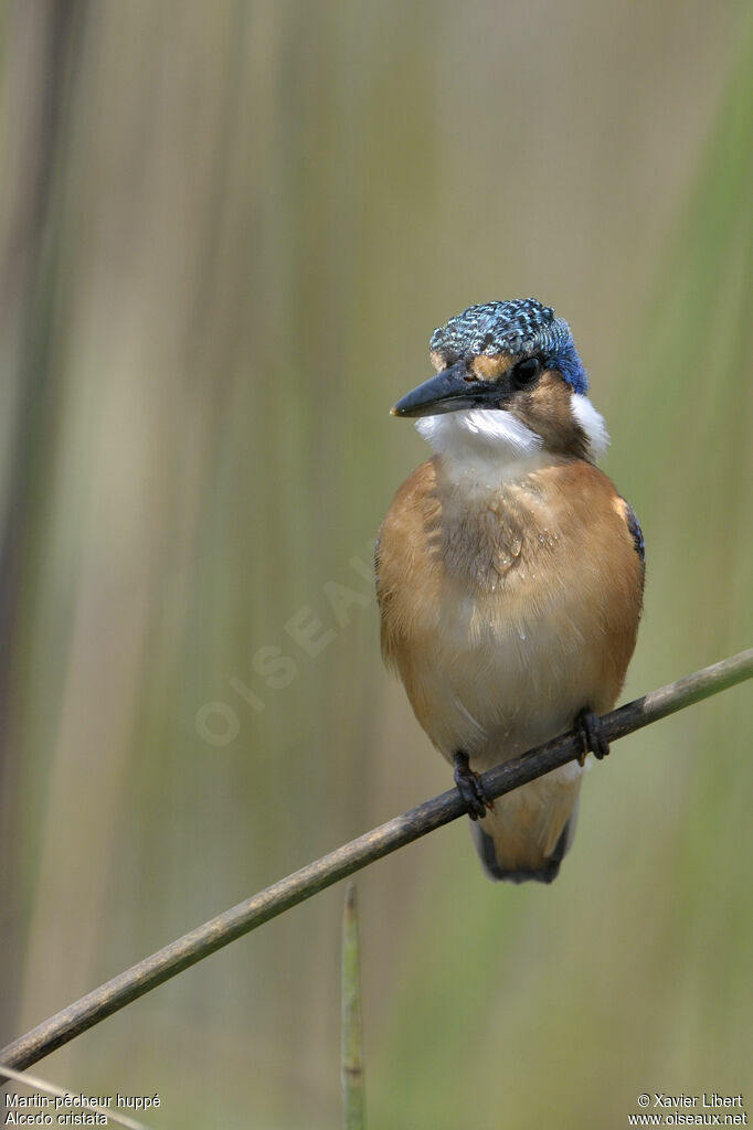 Martin-pêcheur huppéadulte, identification