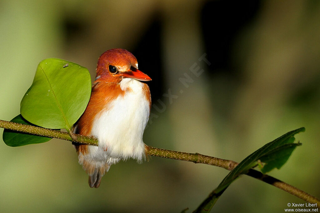 Martin-pêcheur malgache, identification