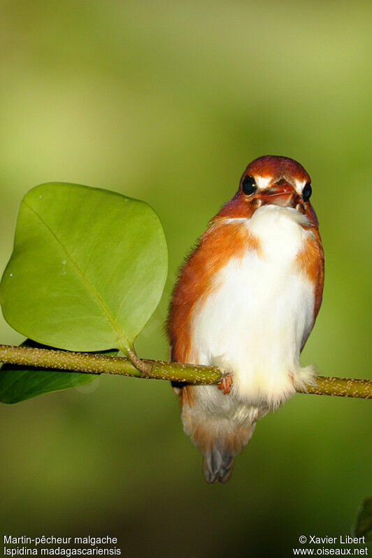 Martin-pêcheur malgache, identification