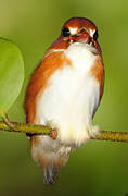 Madagascar Pygmy Kingfisher