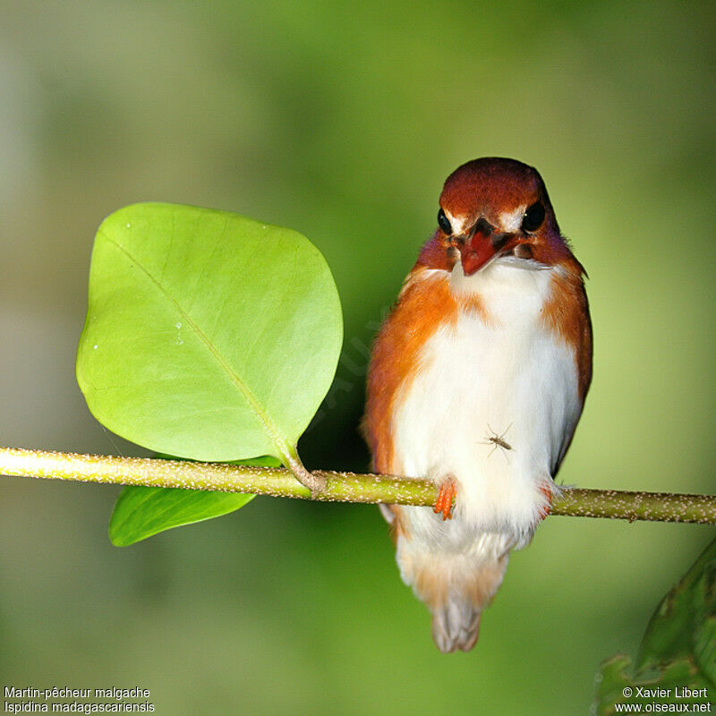 Madagascar Pygmy Kingfisher, identification