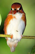 Madagascan Pygmy Kingfisher