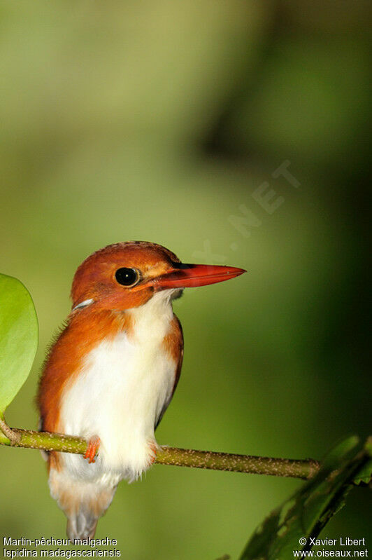 Martin-pêcheur malgache, identification