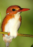 Madagascar Pygmy Kingfisher