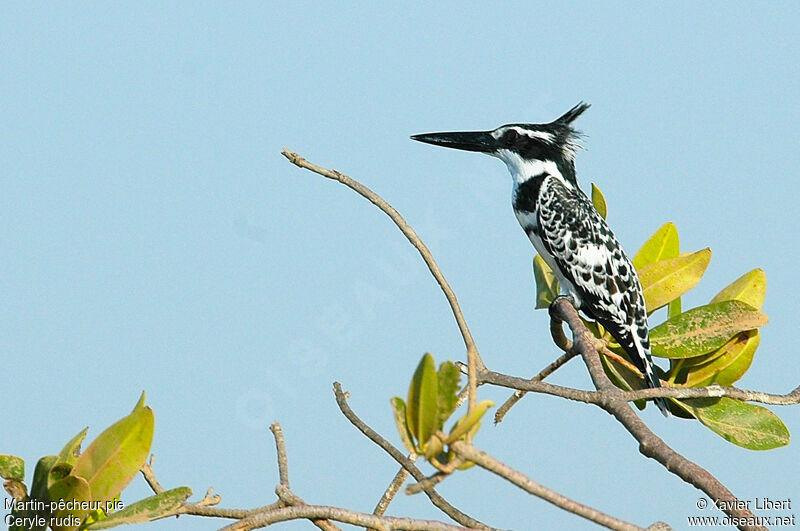 Pied Kingfisher, identification