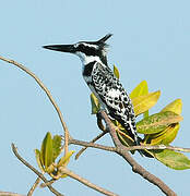 Pied Kingfisher