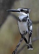 Pied Kingfisher