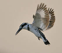 Pied Kingfisher