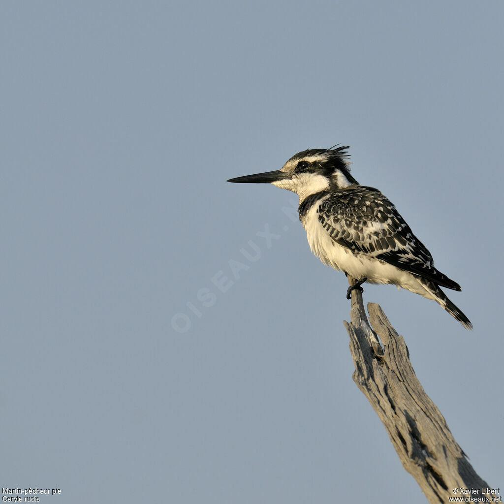 Pied Kingfisheradult, identification