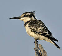 Pied Kingfisher