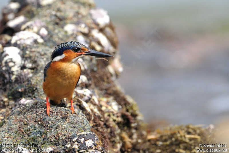 Martin-pêcheur vintsiadulte, identification