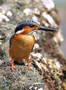 Malagasy Kingfisher