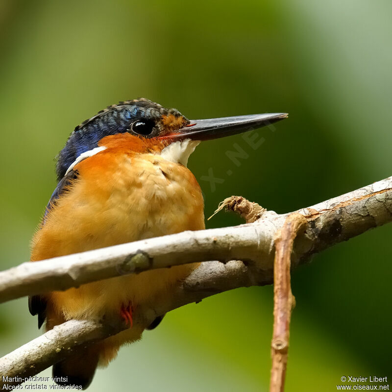 Martin-pêcheur vintsi, identification