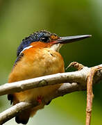 Malagasy Kingfisher