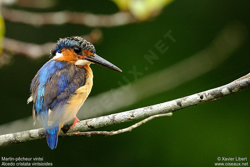 Malagasy Kingfisheradult, identification