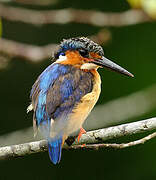 Malagasy Kingfisher