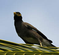 Common Myna