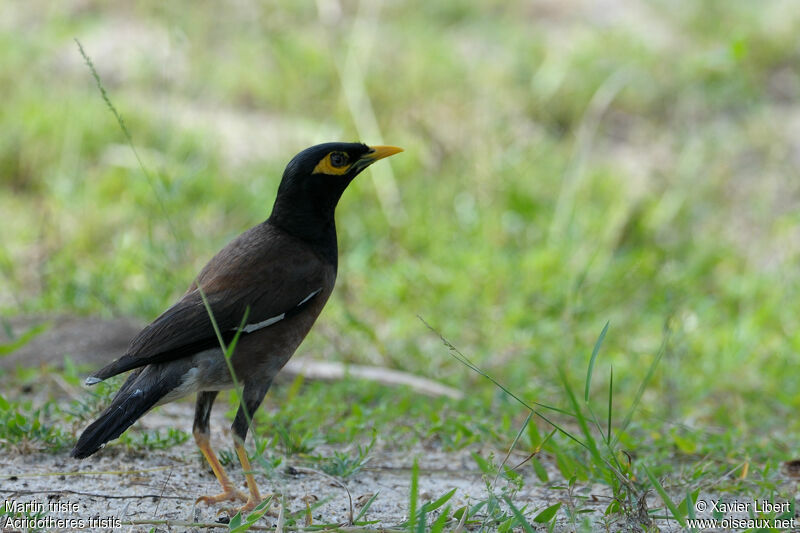 Common Myna, identification