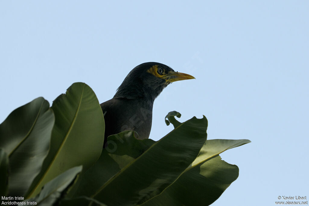 Common Myna, identification