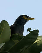 Common Myna