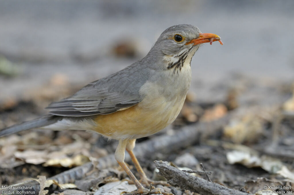 Merle kurrichaneadulte, identification, régime