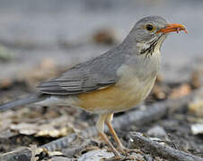 Kurrichane Thrush