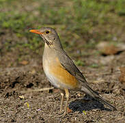 Kurrichane Thrush