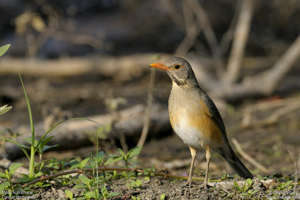 Merle kurrichaneadulte, identification