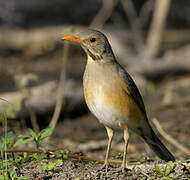 Kurrichane Thrush