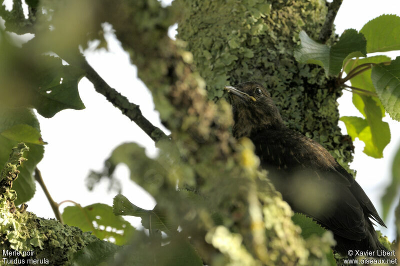 Common Blackbirdjuvenile, identification