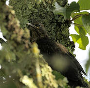 Common Blackbird