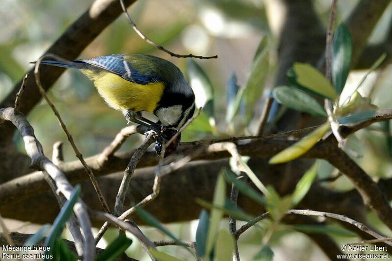 Eurasian Blue Titadult, identification