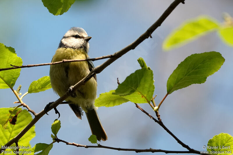 Eurasian Blue Titadult, identification