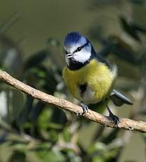 Mésange bleue