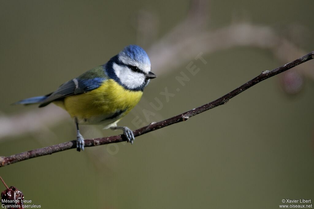 Eurasian Blue Titadult, identification