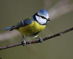 Mésange bleue