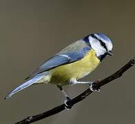 Eurasian Blue Tit