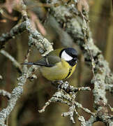 Mésange charbonnière