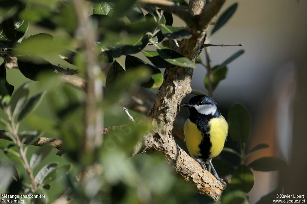 Mésange charbonnière mâle adulte, identification