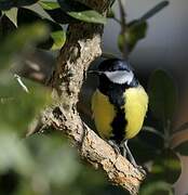 Great Tit