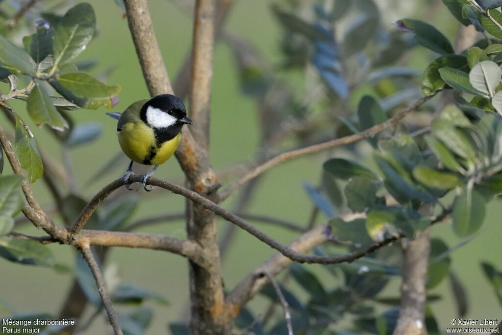 Mésange charbonnière femelle adulte, identification